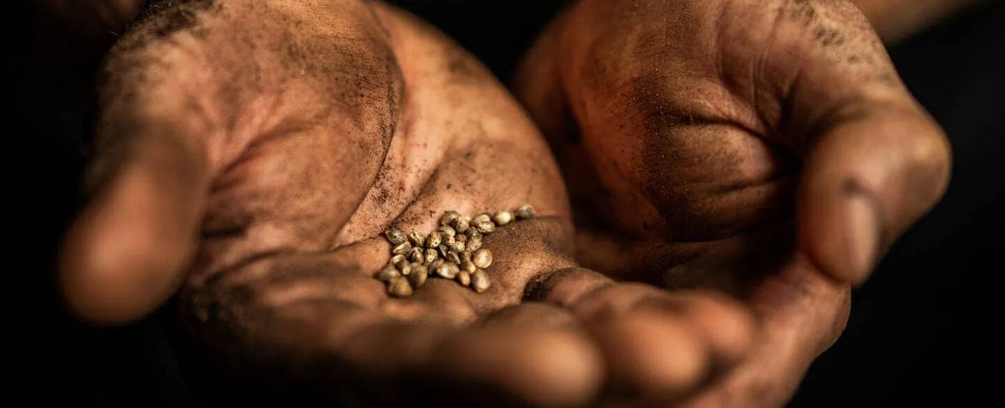 Two hands covered in soil holding seeds.