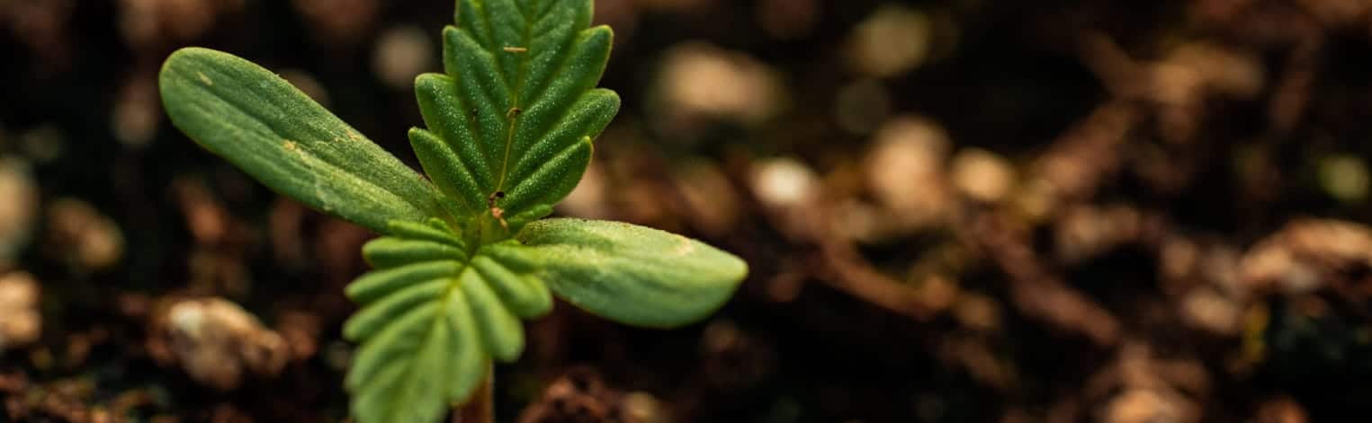 A seedling of a plant with a dirt background.