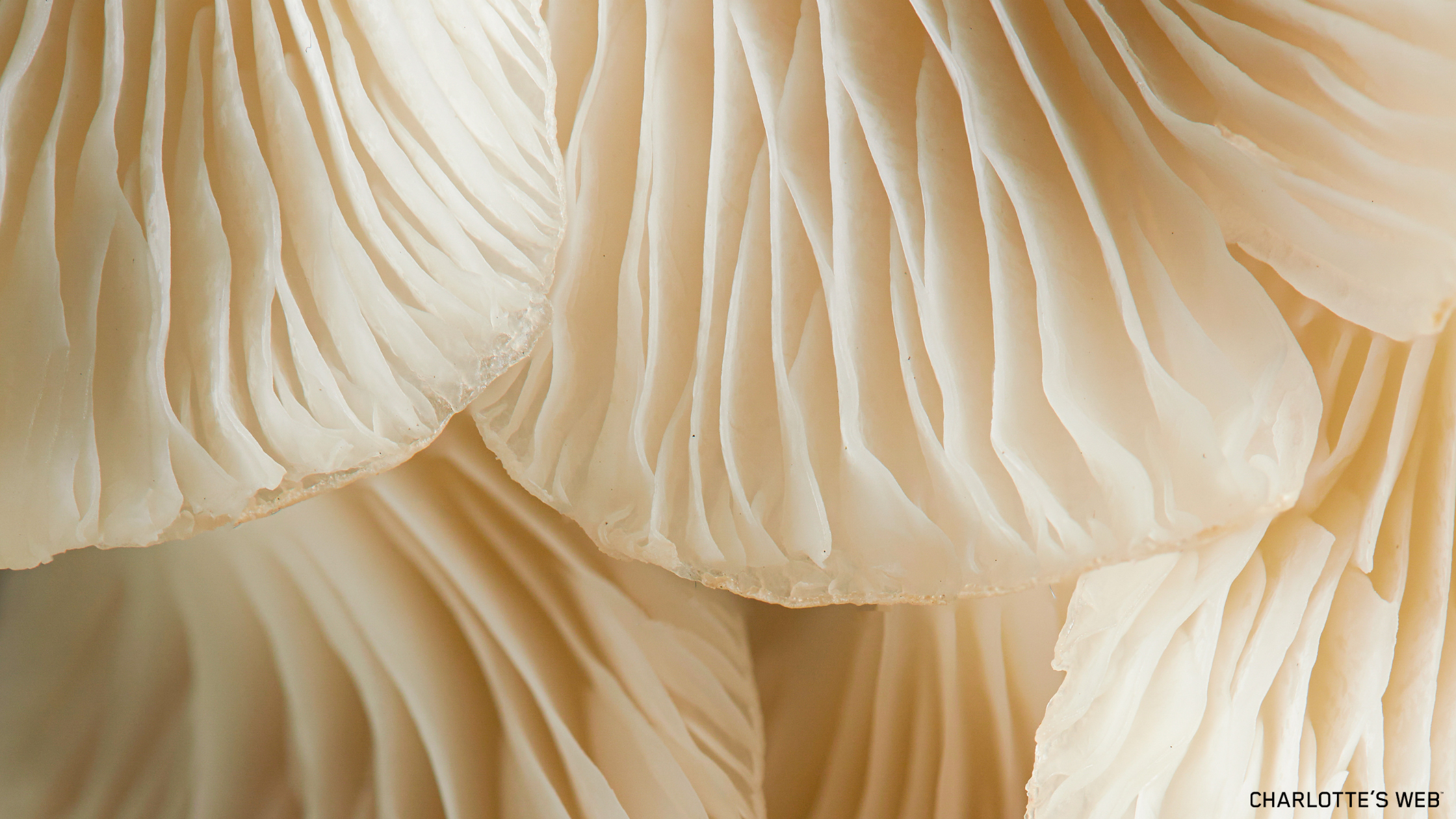 Close-up of white functional mushroom gills, highlighting the intricate texture and natural beauty of fungi.