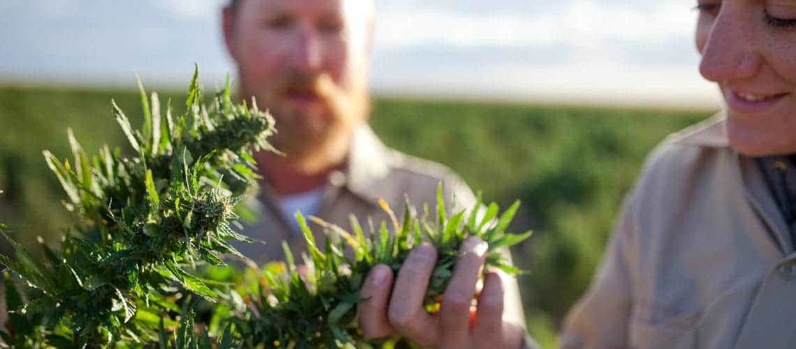Two people on a hemp farm examining plants closely.