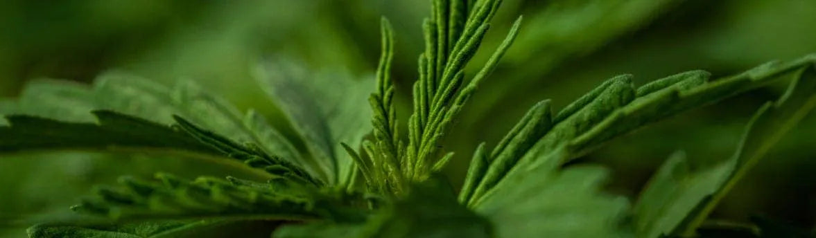 Close up of hemp plant leaves.