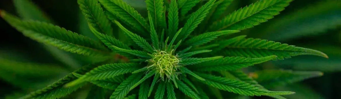 CBD Oil vs. Hemp Seed Oil vs. Marijuana