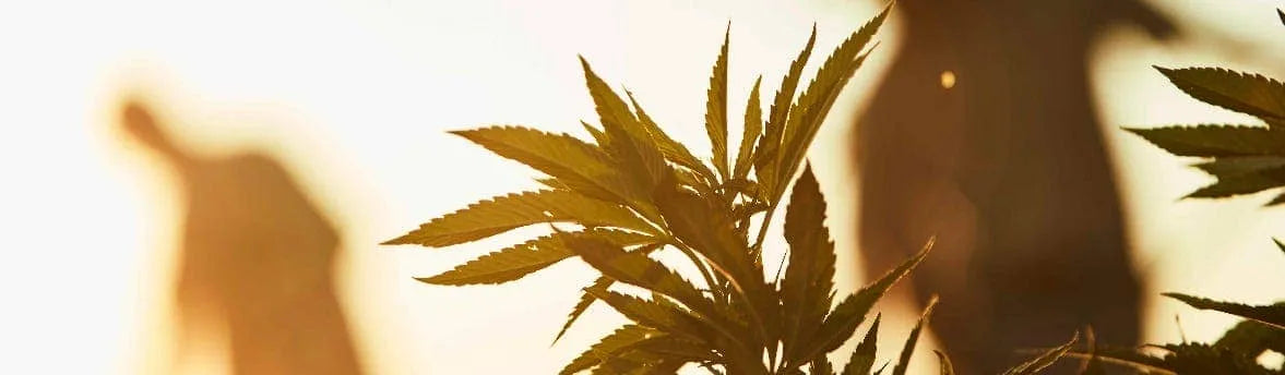 An image of hemp plants in the foreground with two figures in the background.