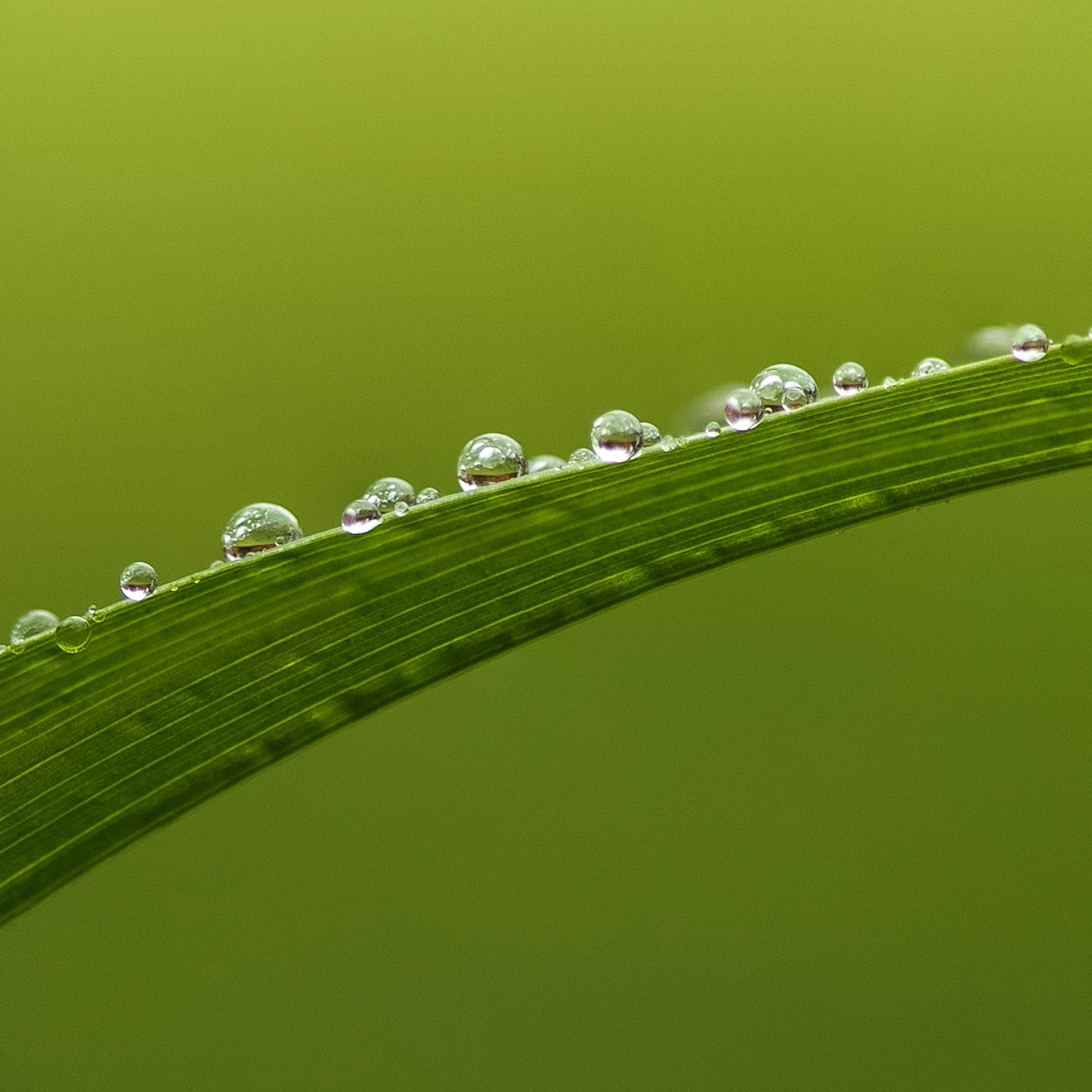 Product Image for Dewdrops on a grass blade with a green background