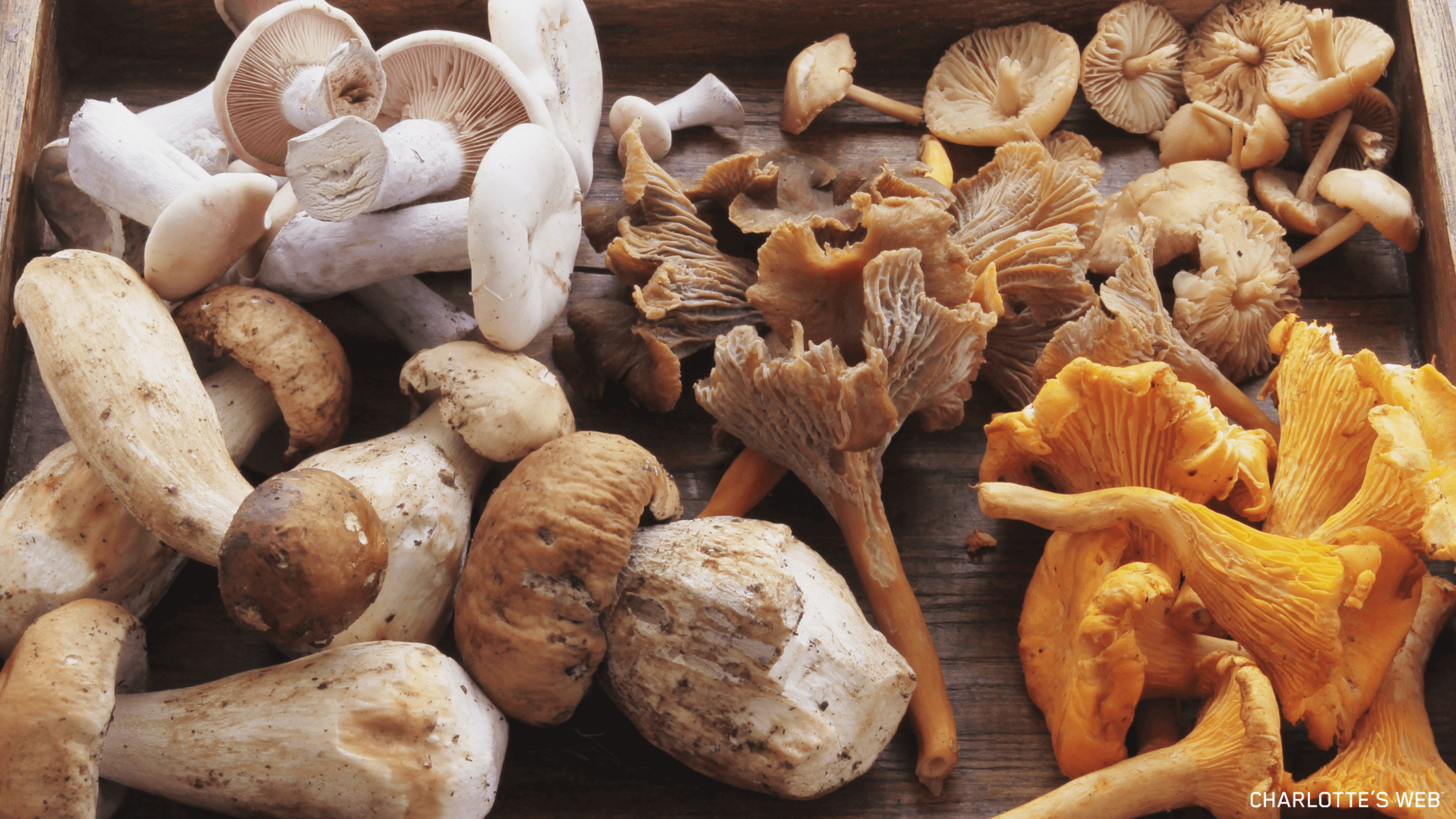 A Brief History of Functional Mushrooms in Wellness: Why This Movement Matters