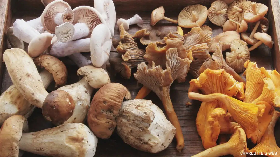 What are Functional Mushrooms? Types, Benefits, and Uses