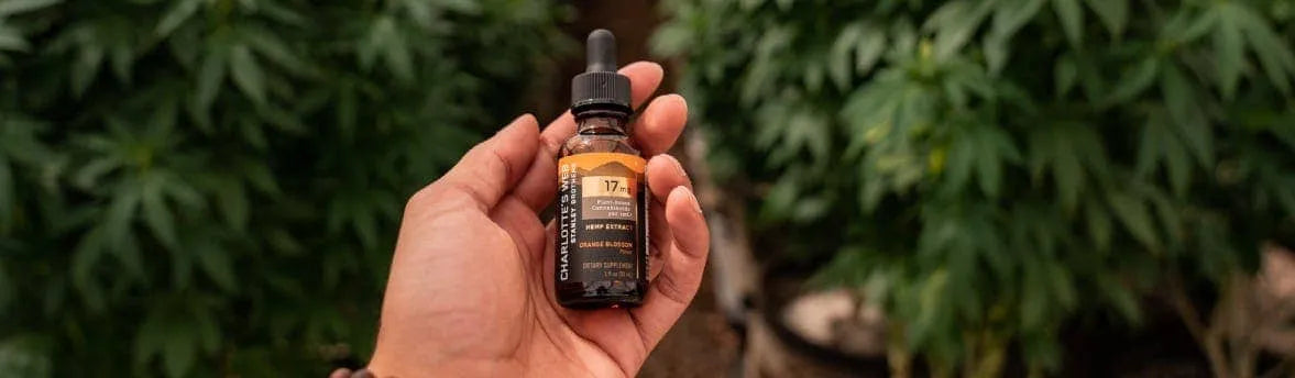 A hand cradling a bottle of Charlotte's Web CBD Oil with a background of hemp plants.