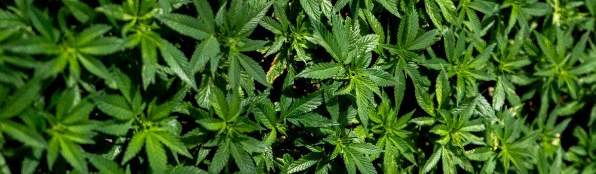 An image of a large amount of hemp leaves.