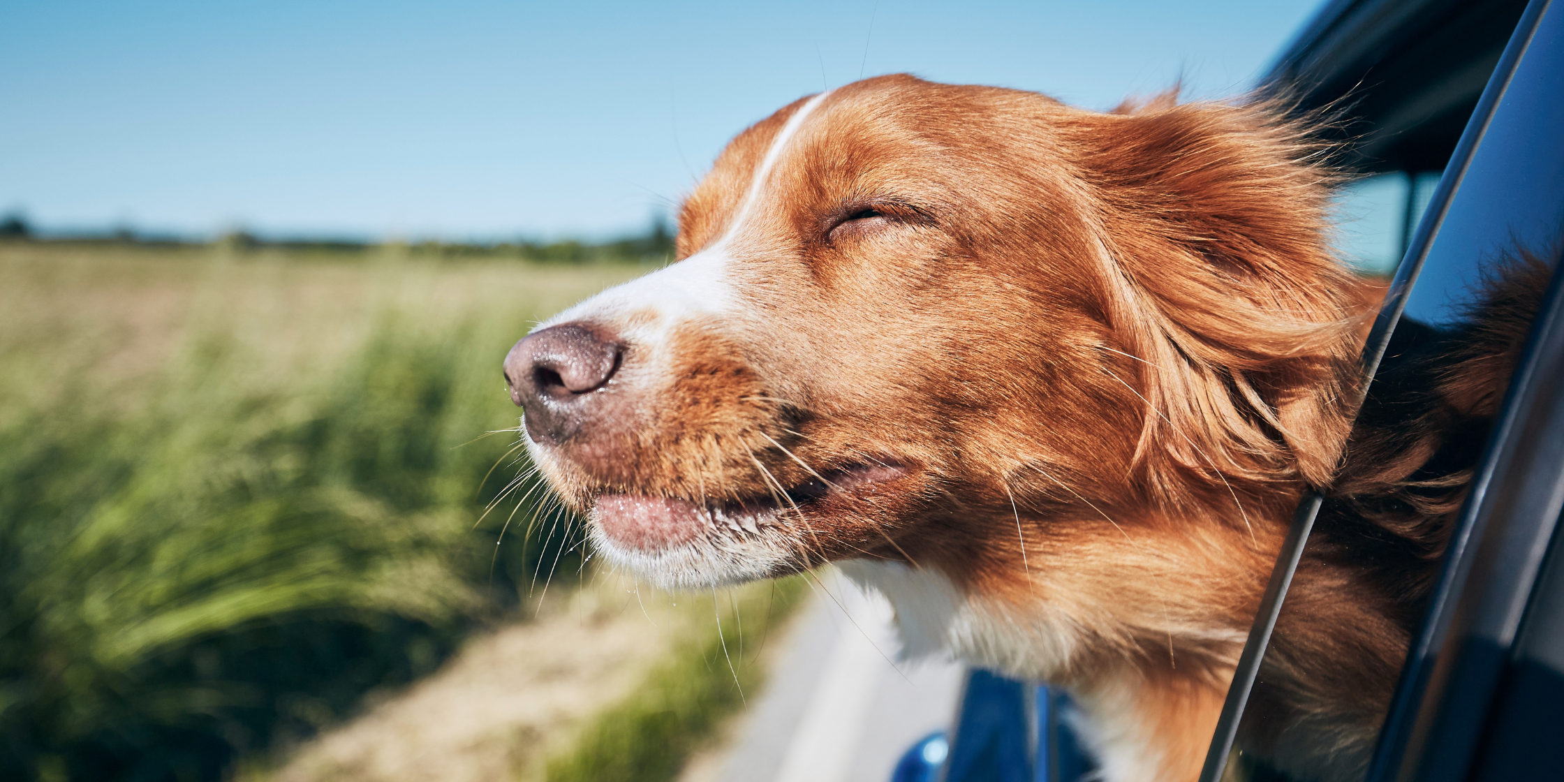 Happy dog enjoying a car ride with head out the window.