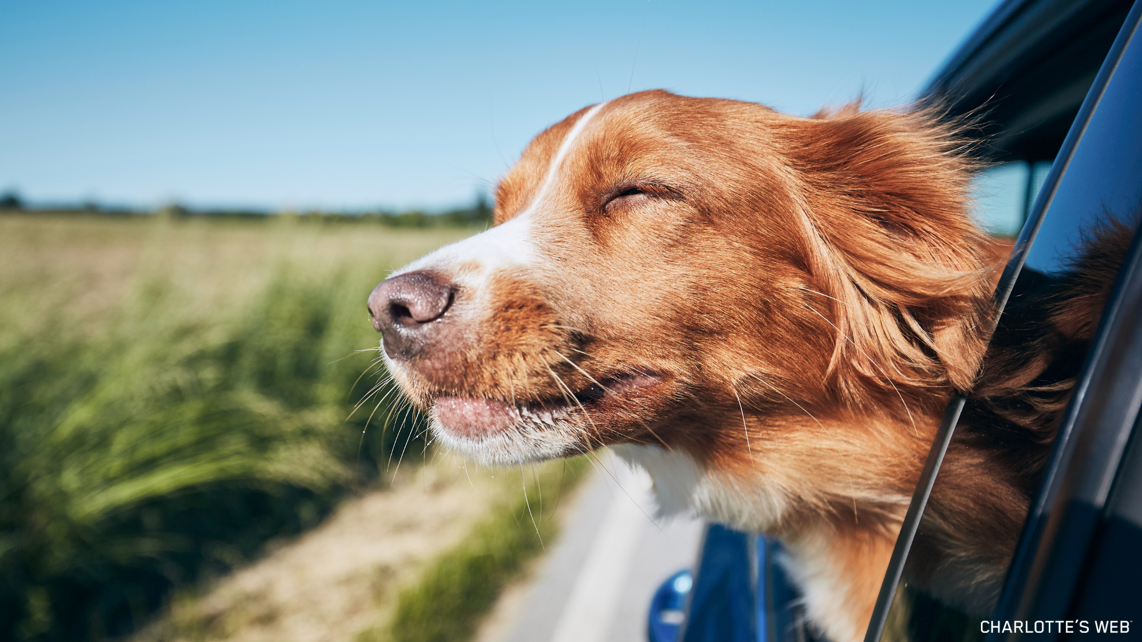 Happy dog enjoying a car ride with head out the window.