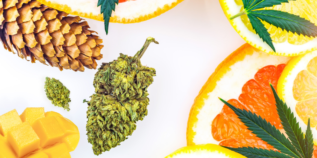 Cannabis buds and leaves surrounded by citrus slices (grapefruit, orange, and lemon), diced mango, and a pine cone on a light background