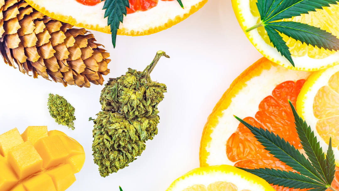 Cannabis buds and leaves surrounded by citrus slices (grapefruit, orange, and lemon), diced mango, and a pine cone on a light background