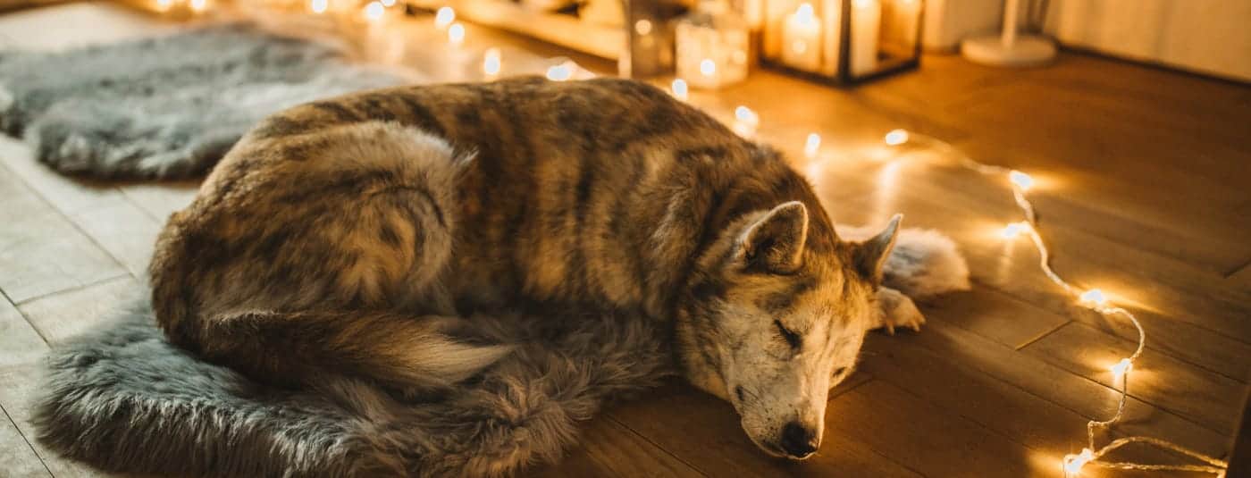 Dog curled up on the floor with string lights around it.