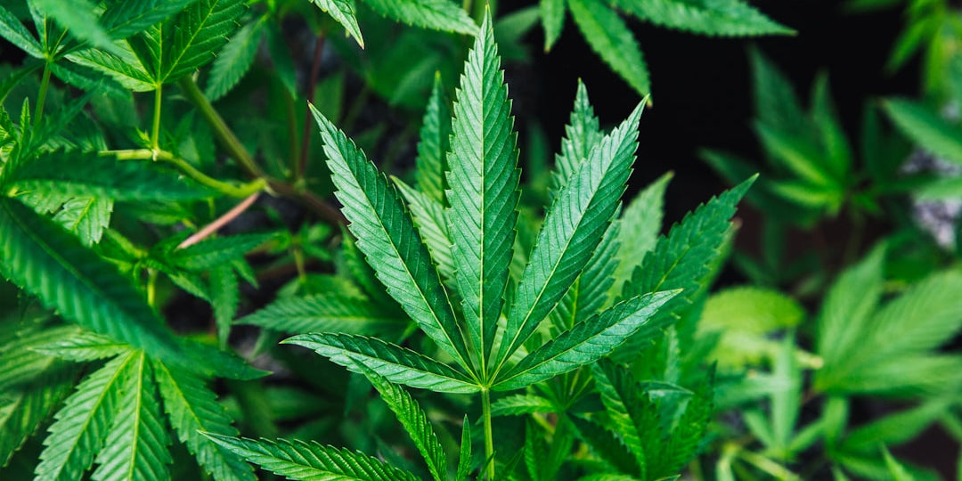 Green cannabis leaves
