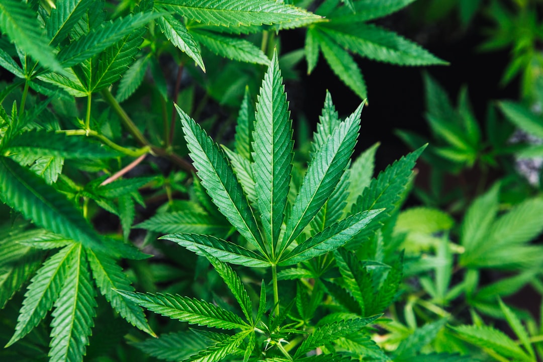 Green cannabis leaves