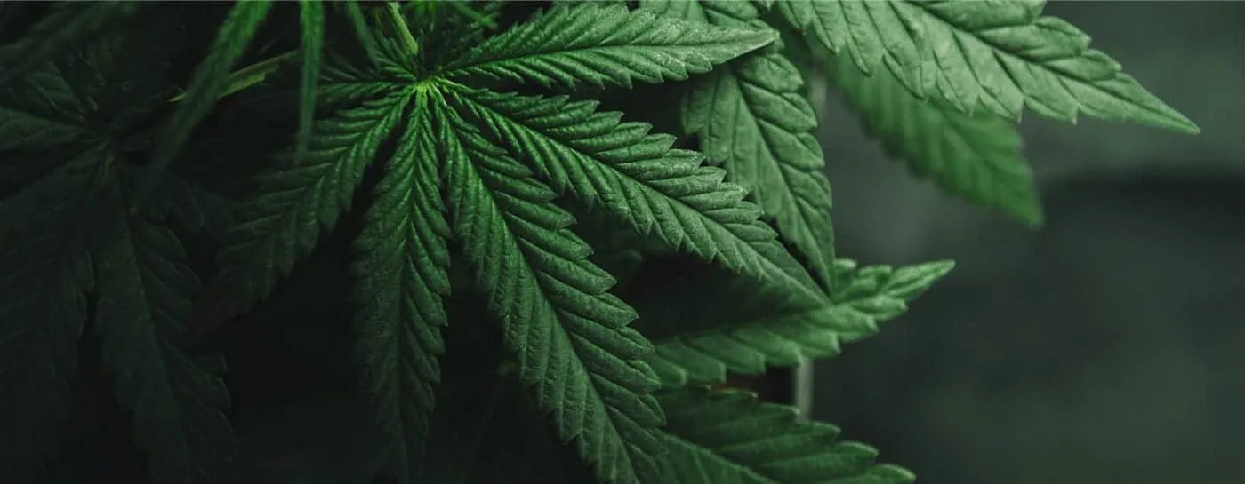 Closeup of hemp plants against a green background.