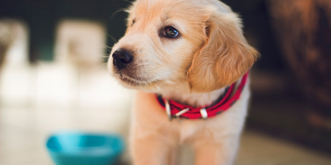 Golden retriever puppy with red collar indoors