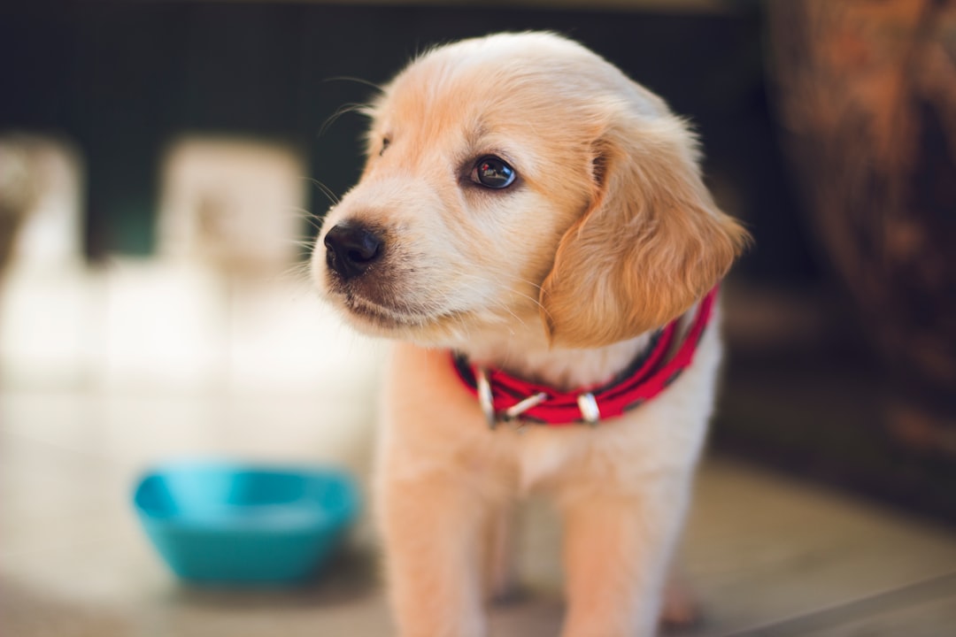 Golden retriever puppy with red collar indoors