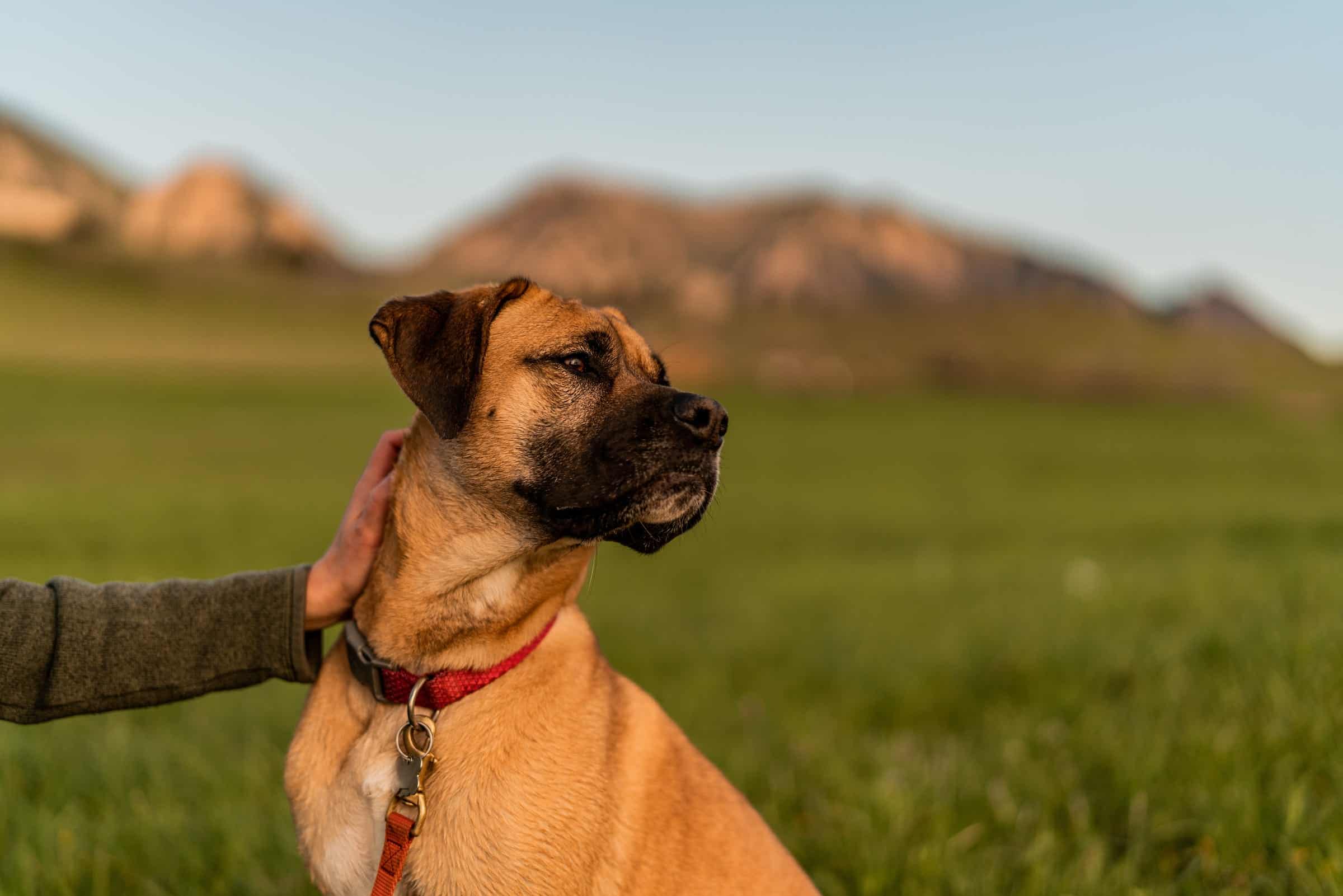 7 Tips on How to Keep Your Dog’s Breath Smelling Fresh