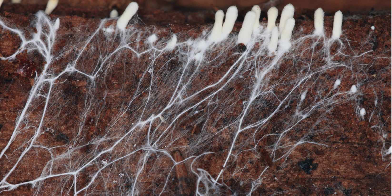 Close-up image of mushroom mycelium growing in a soil medium, illustrating the underground root-like network of fungi. 