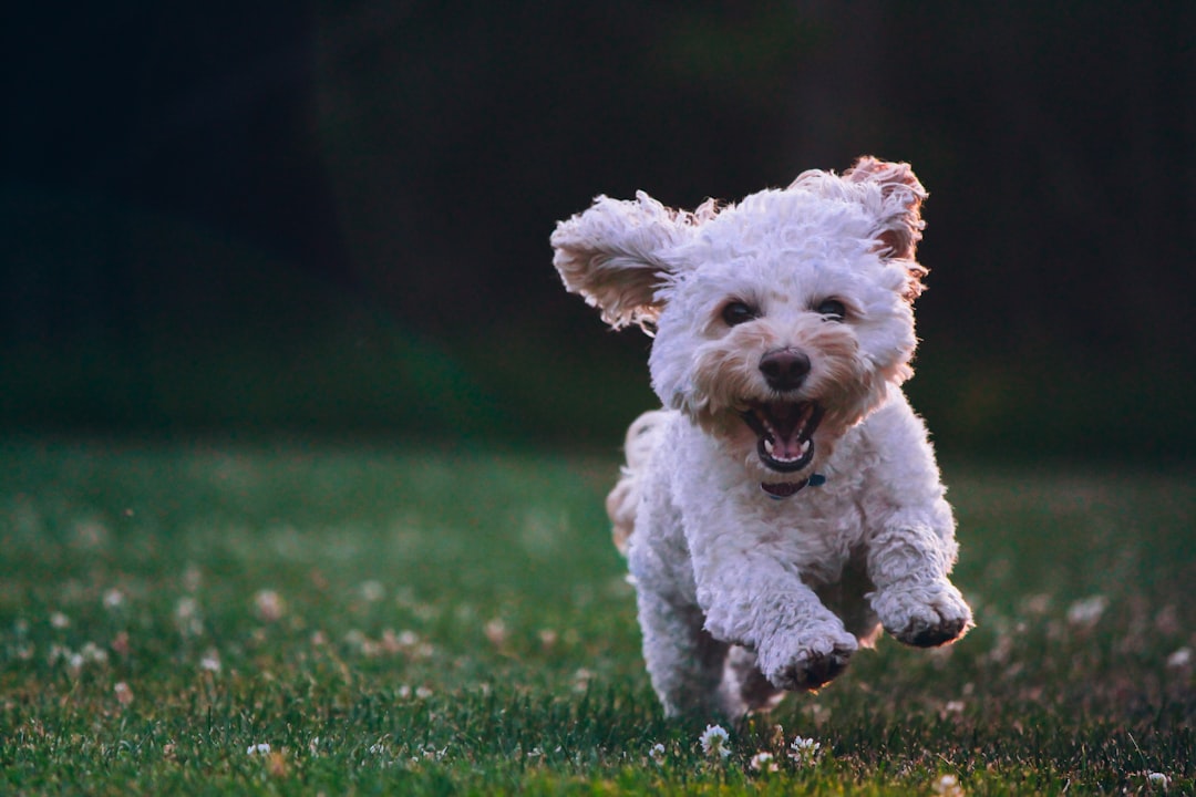 White fluffy dog running on green grass