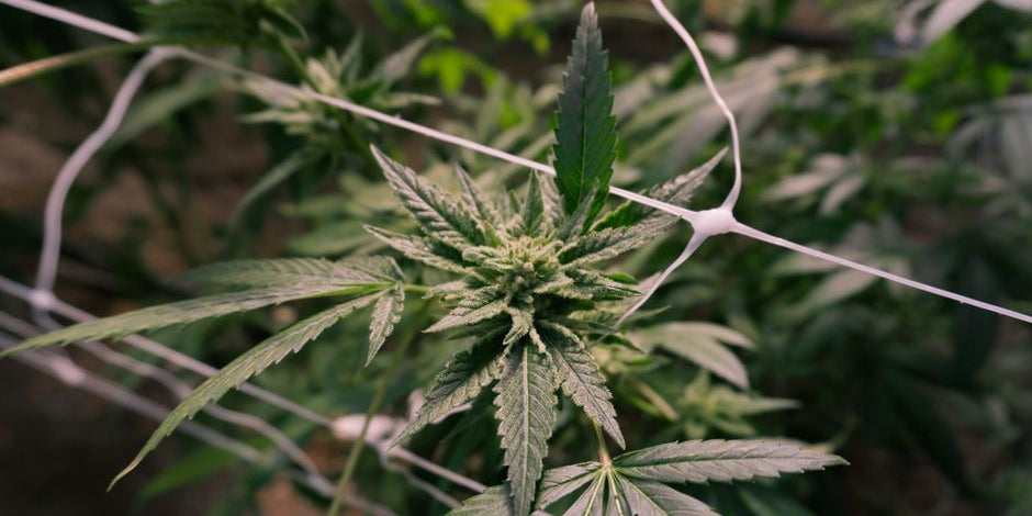 Close up of cannabis plant in indoor grow