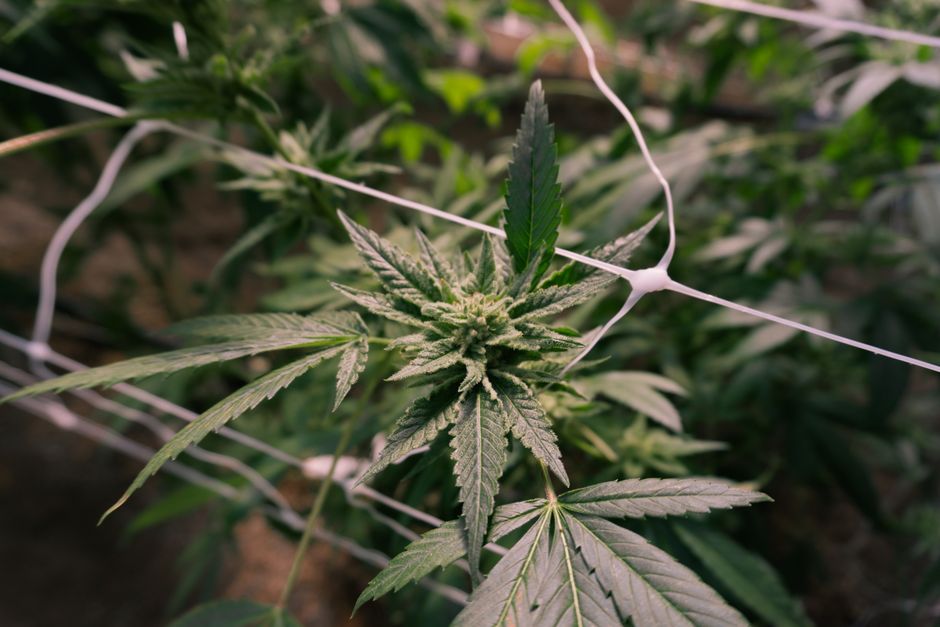 Close up cannabis plant under a net