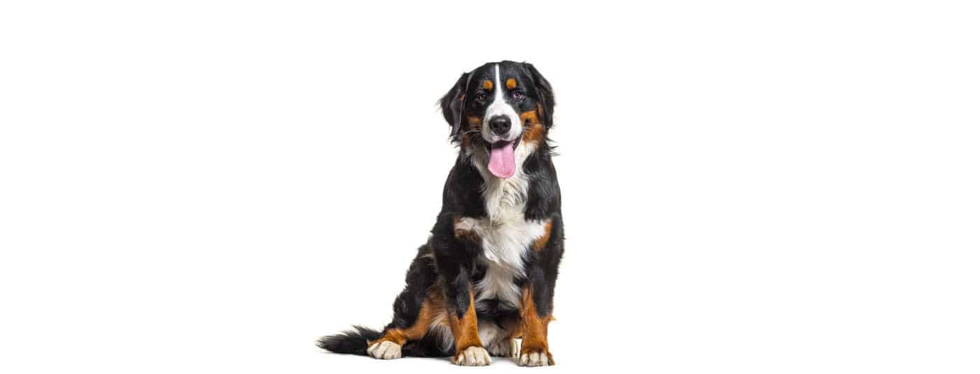 Brown, black, and white dog against a white background.