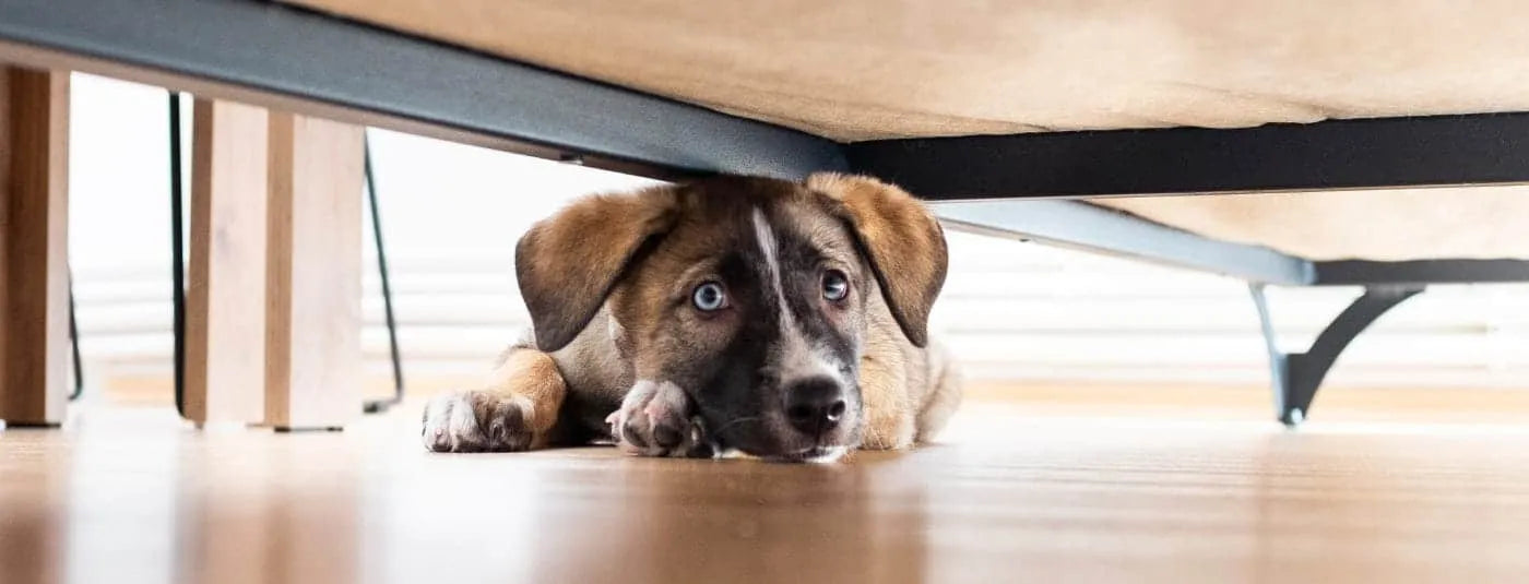 Small dog looking under the bed.