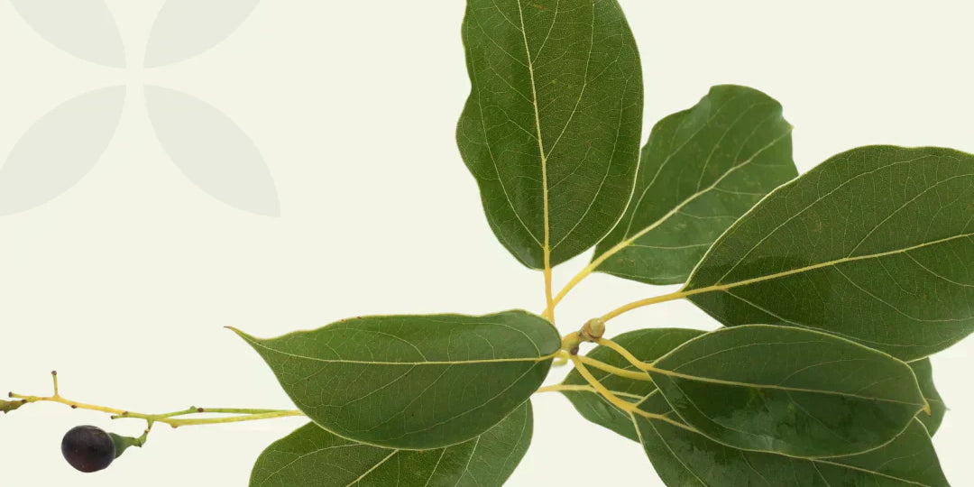 Close-up of glossy, dark green, oval leaves and one small dark berry on a branch of Camphor plant on light green background