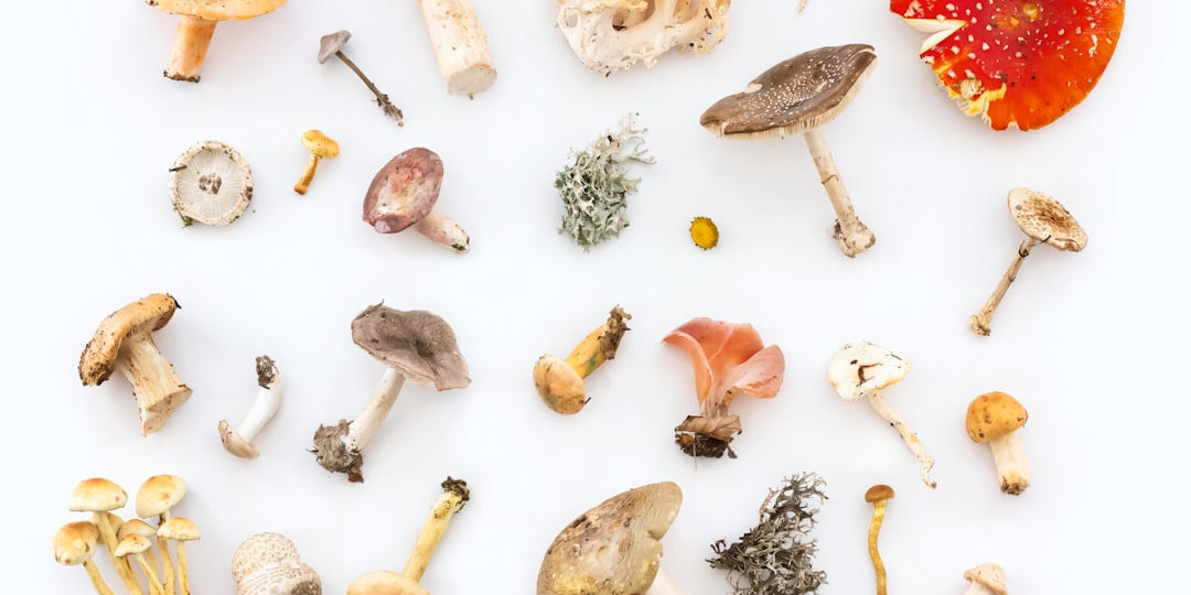 Assorted wild mushrooms on white background