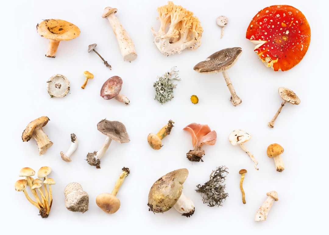 Assorted wild mushrooms on white background