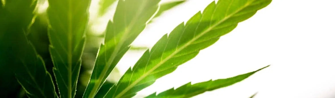 Closeup of green hemp leaves against a white background.