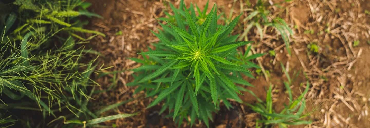 Image of hemp plant from the top.