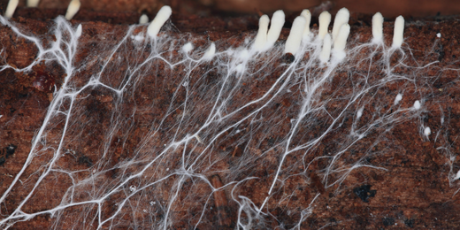 Close-up image of mushroom mycelium growing in a soil medium, illustrating the underground root-like network of fungi. 