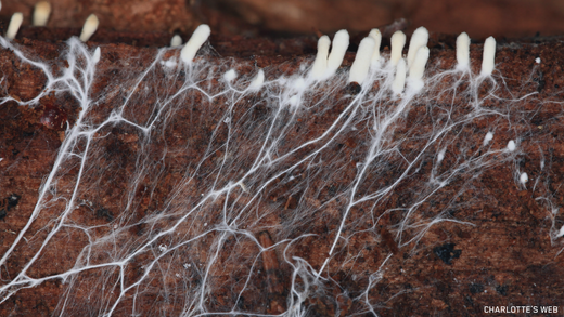 Close-up image of mushroom mycelium growing in a soil medium, illustrating the underground root-like network of fungi. 