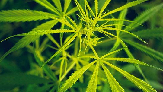 What is CBC? A Beginner’s Guide to This Beneficial Hemp Compound