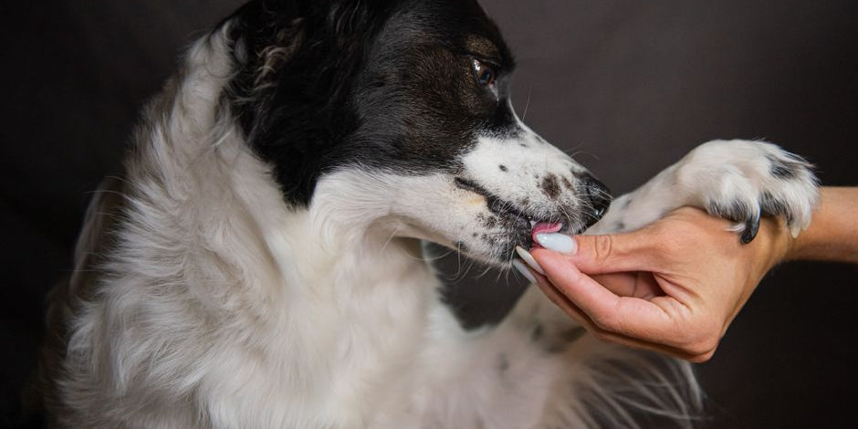 Person feeding treat to black and white dog