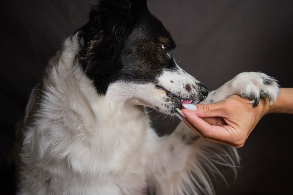 Person feeding treat to black and white dog