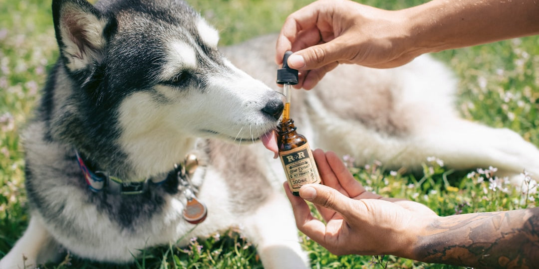 Husky licking dropper of CBD oil outdoors