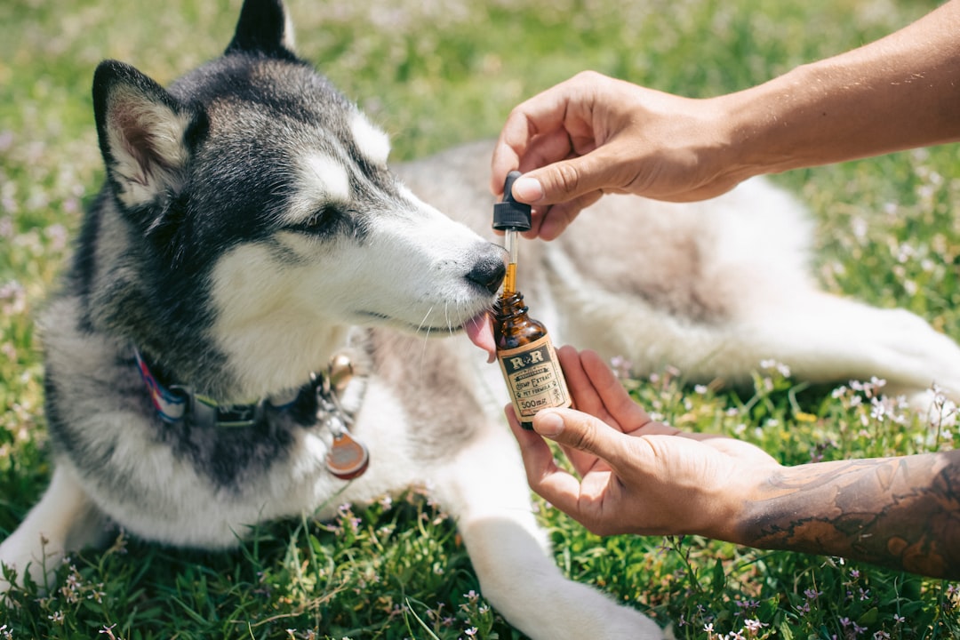 Husky licking dropper of CBD oil outdoors