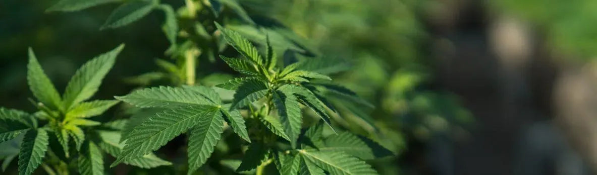 Green hemp leaves.