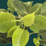 Product Image for Close up of green leaves with water droplets on them with a dark background