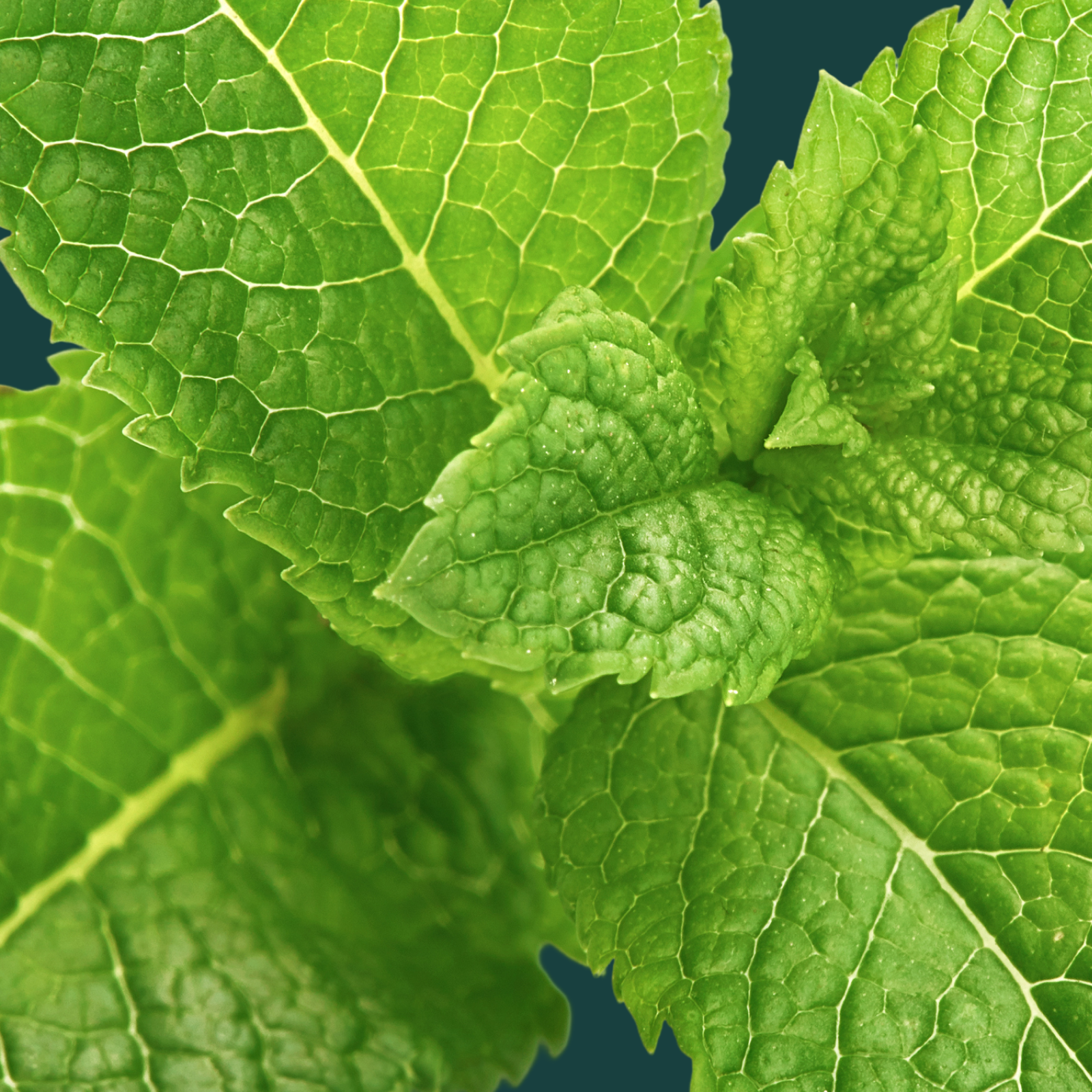 Product Image for Close-up of green leaves with detailed veins on a dark background
