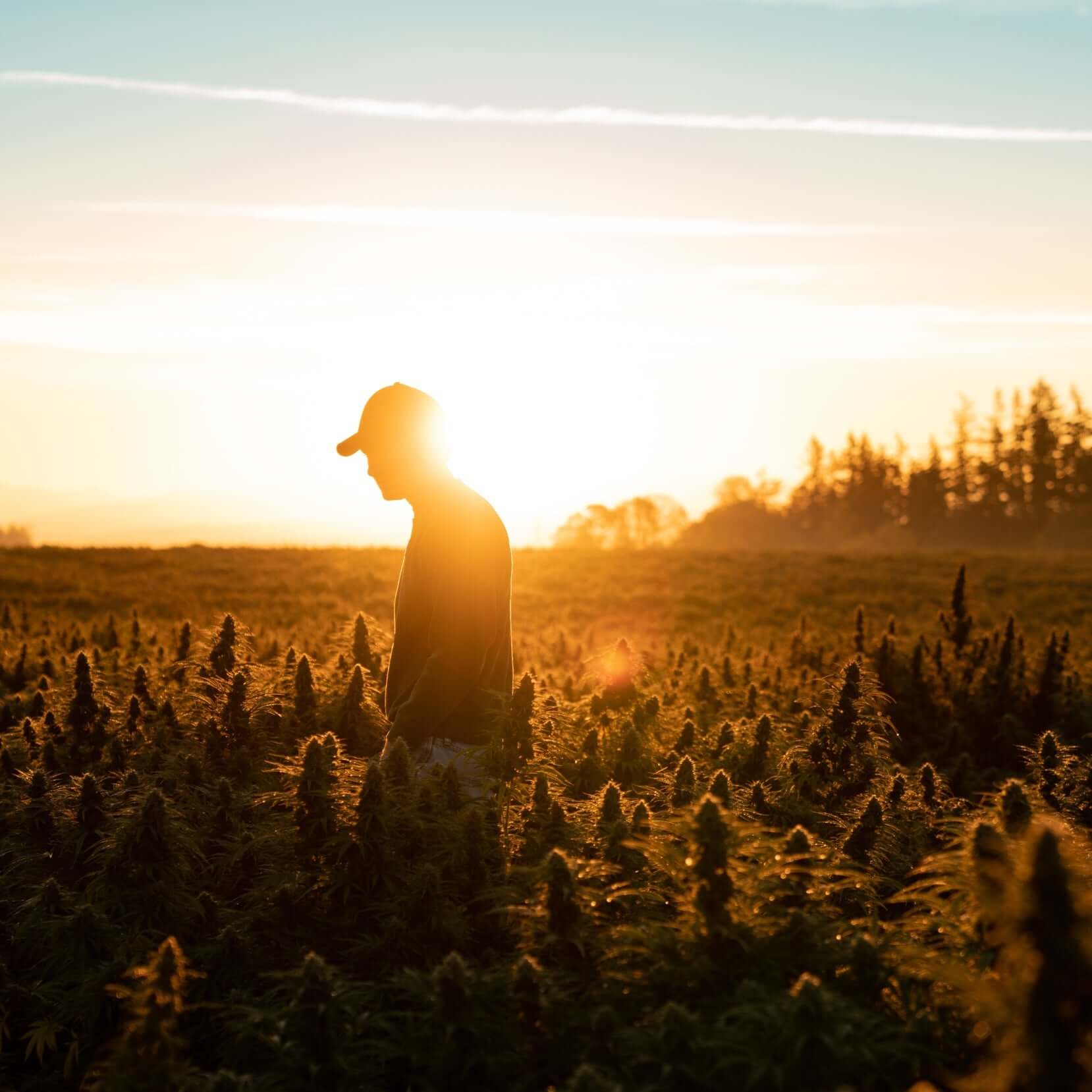Person standing in a field with sunset silhouette