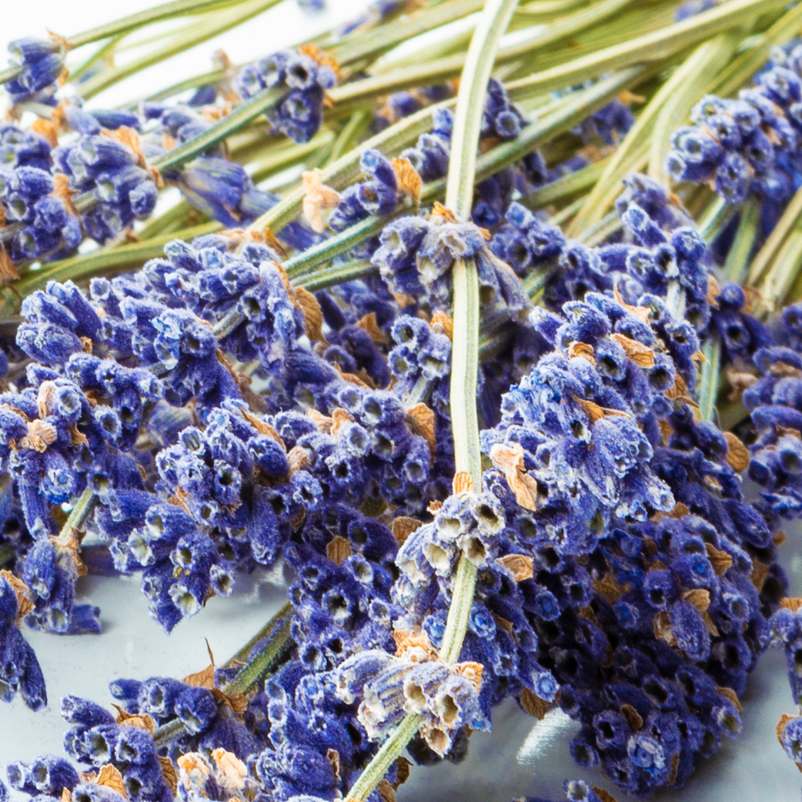 Product Image for Close up of lavender