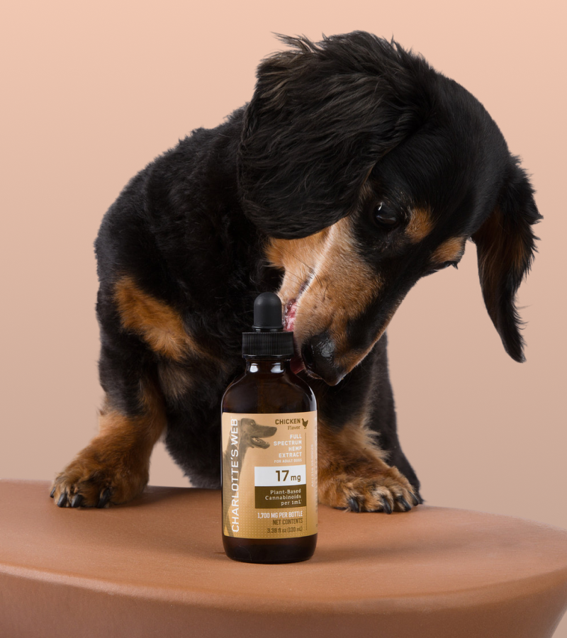Dog with bottle of Charlotte's Web CBD Oil for Dogs