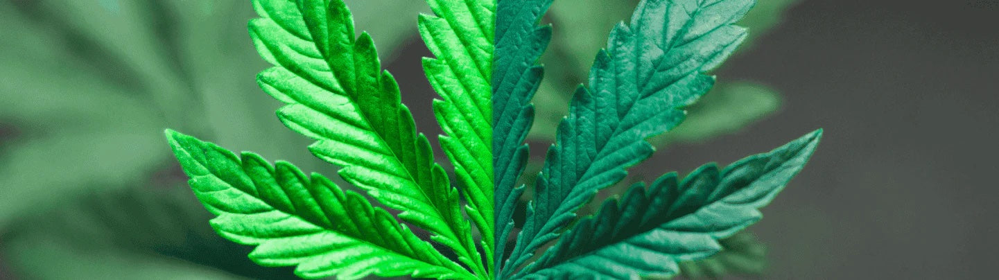 CBD vs. THC: Debunking the Myths